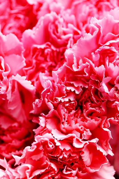 Beautiful carnation flowers — Stock Photo, Image