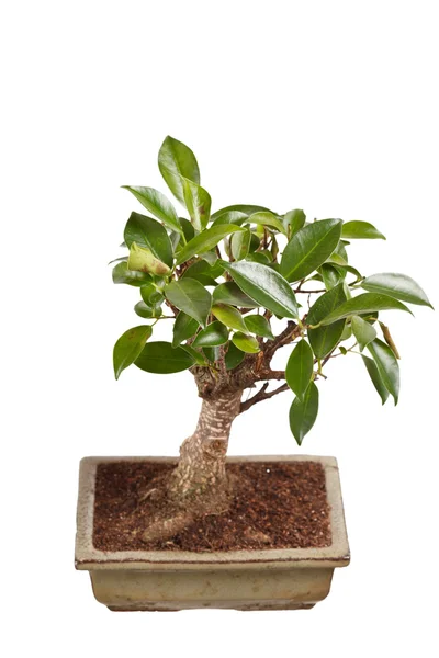 Albero bonsai in un vaso isolato su sfondo bianco — Foto Stock