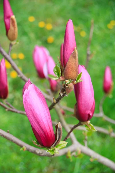 Înflorirea copacilor de magnolie — Fotografie, imagine de stoc