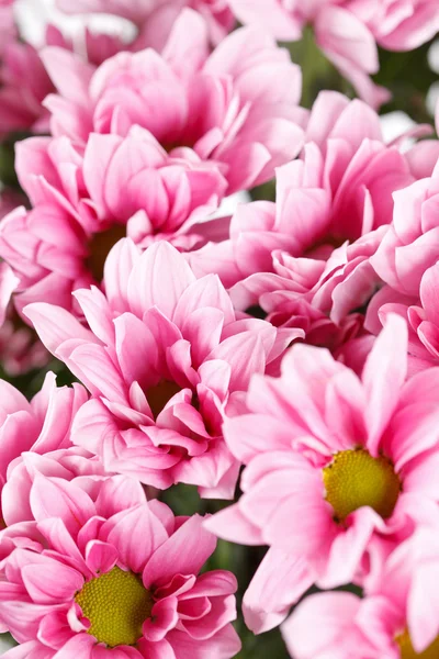 Цветки Хризантемы — стоковое фото