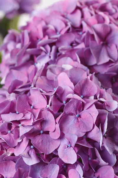 Beautiful hydrangea — Stock Photo, Image