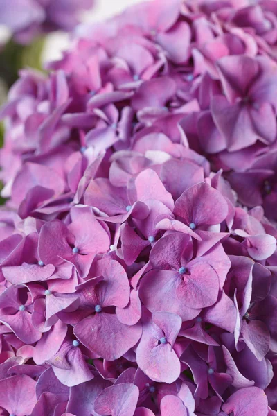 stock image Beautiful hydrangea