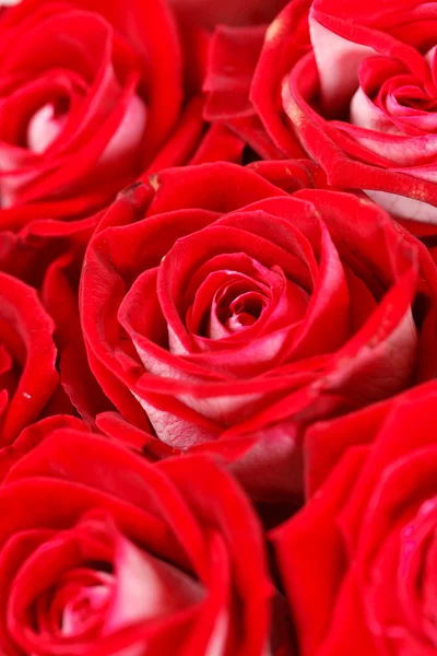 Røde roser - Stock-foto