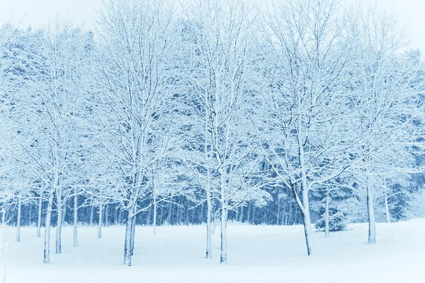 Téli park hóban — Stock Fotó