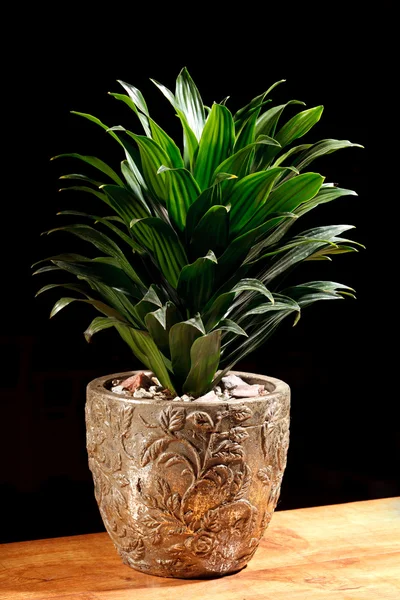 Groene plant in de pot — Stockfoto