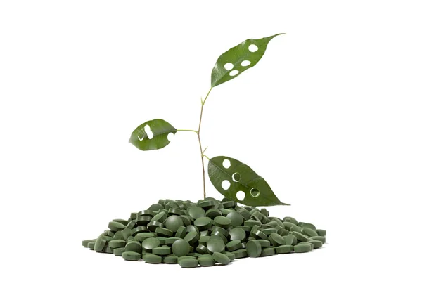 Spirulina tablets and green plant — Stock Photo, Image