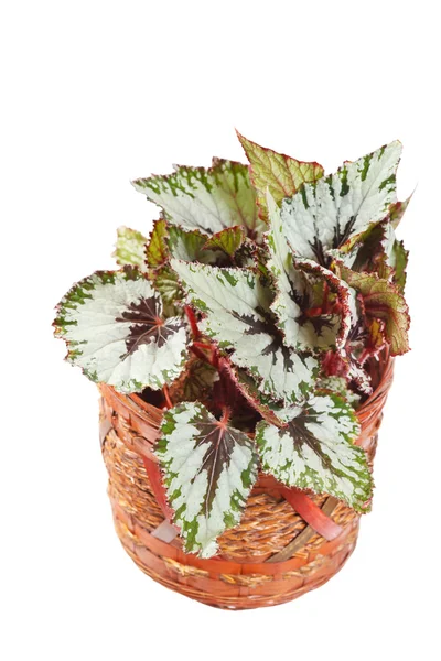 Begonia in pot — Stock Photo, Image