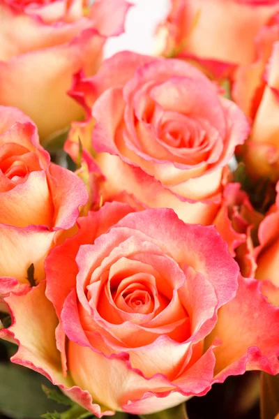 Όμορφα τριαντάφυλλα — Φωτογραφία Αρχείου