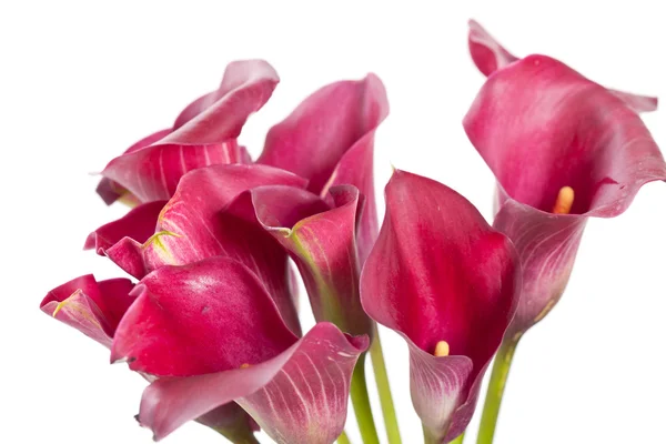 Gyönyörű virágok. — Stock Fotó