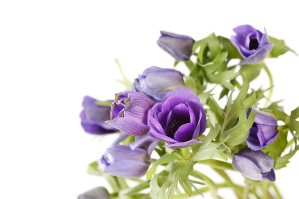 Prairie Crocus — Stock Photo, Image