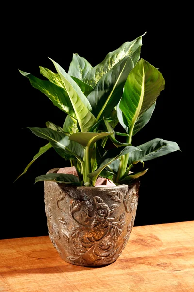 Plant in de pot — Stockfoto
