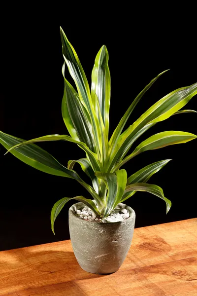 Zielona roślina w garnku — Zdjęcie stockowe