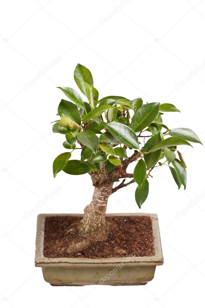  Bonsai  boom  in een pot  ge soleerd op witte achtergrond 