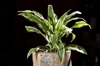 Dracaena pota