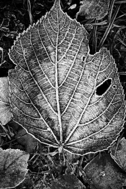 Sonbahar Yaprakları