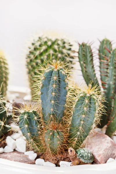 Kaktusz virág — Stock Fotó