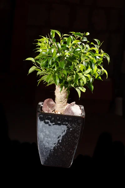 Tree in a pot — Stock Photo, Image