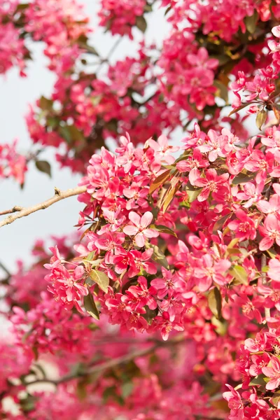 Cerezo japonés con flor — Foto de Stock