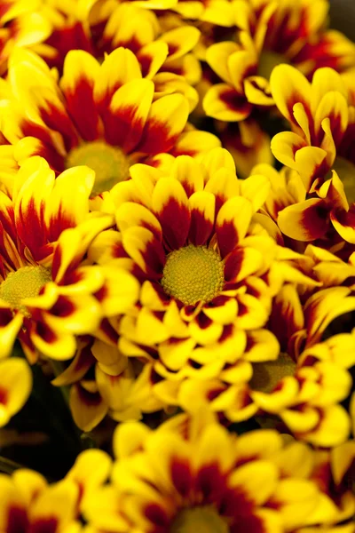 국화 꽃 — 스톡 사진