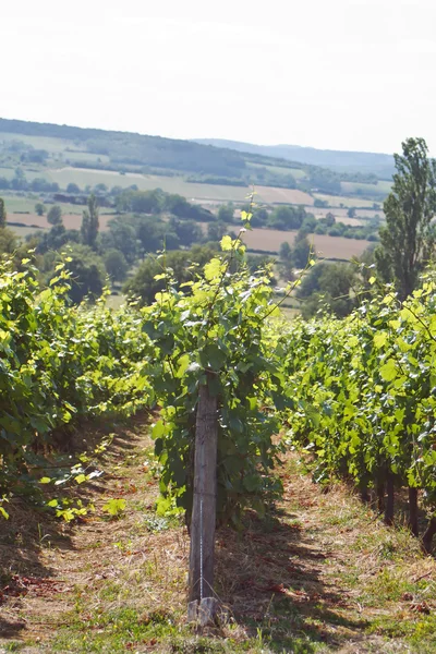 Bela paisagem da vinha — Fotografia de Stock