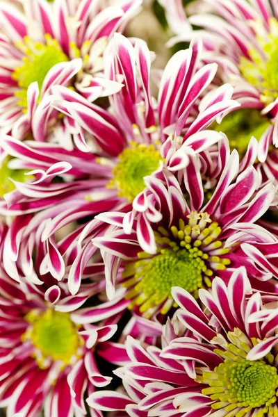 Chrysanthemenblüten — Stockfoto