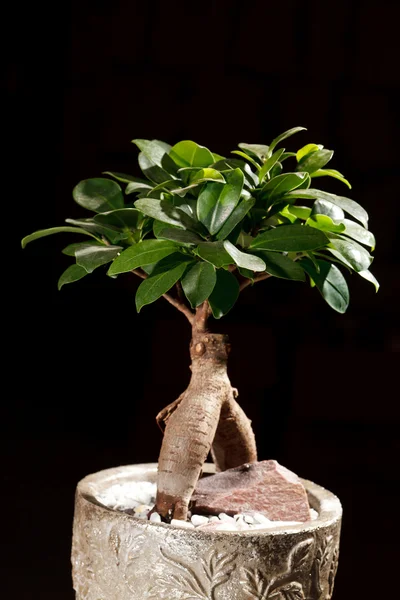 Stock image Tree in a pot