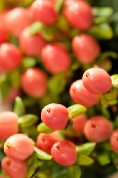 粉红莓果 — 图库照片