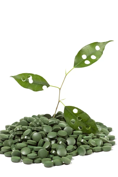 Comprimidos spirulina e planta verde — Fotografia de Stock