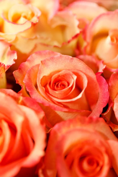Schöne Rosen — Stockfoto