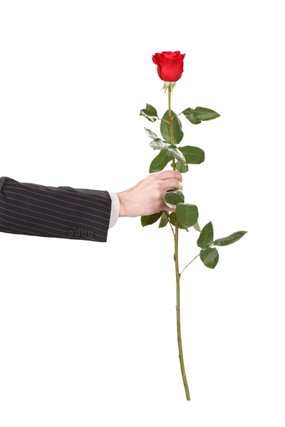 stock image Red rose in the hand