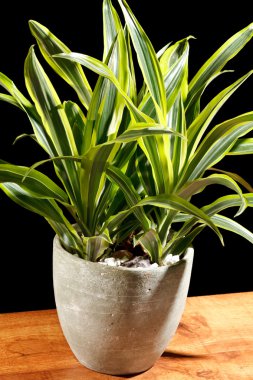 Green plant in the pot clipart