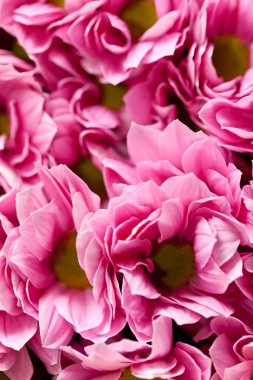 kasımpatı çiçekleri