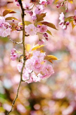 Japon cherry blossom ile