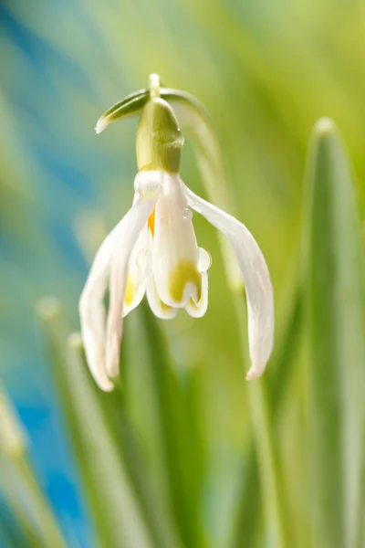 Flores de gota de neve — Fotografia de Stock