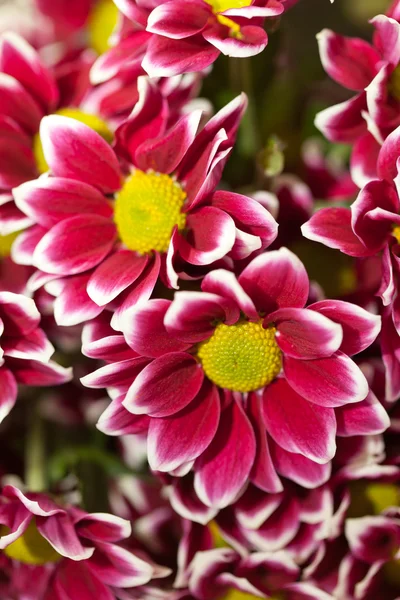 Chrysanthemenblüten — Stockfoto
