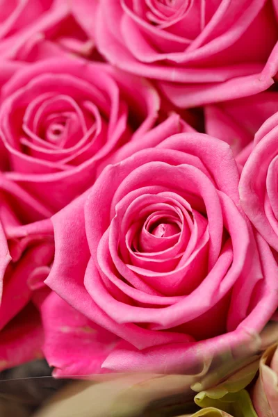 美しいバラの花 — ストック写真