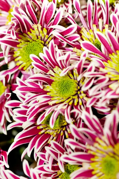 stock image Chrysanthemum Flowers