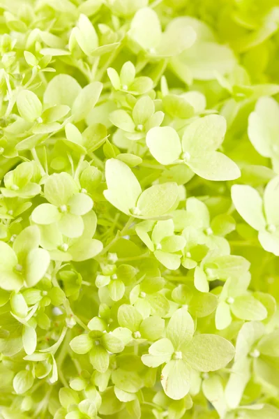 stock image Beautiful hydrangea