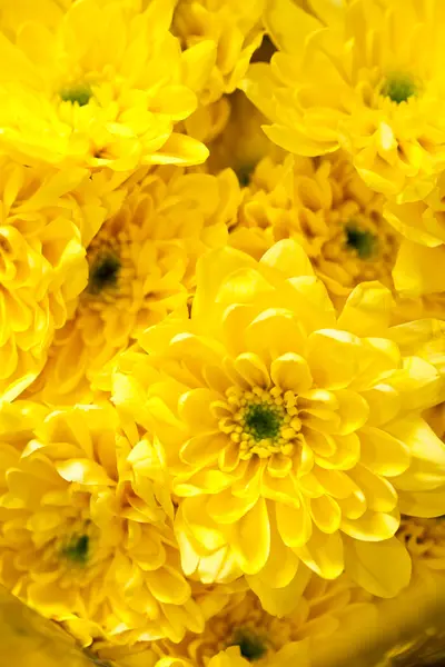 Kasımpatı çiçekleri — Stok fotoğraf