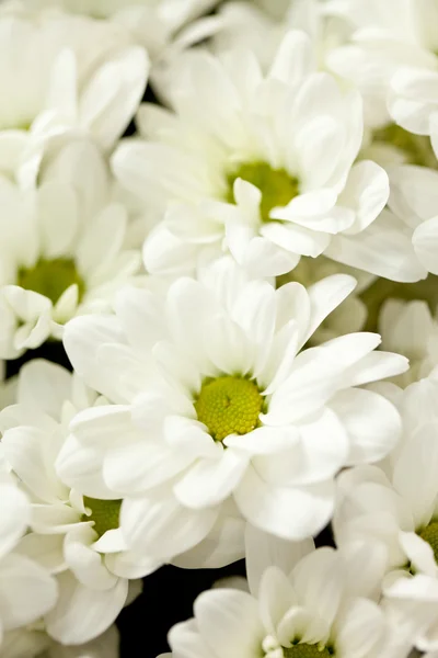 ดอกเบญจมาศ — ภาพถ่ายสต็อก