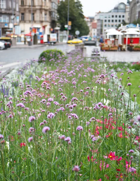 Kwiaty na ulicy — Zdjęcie stockowe