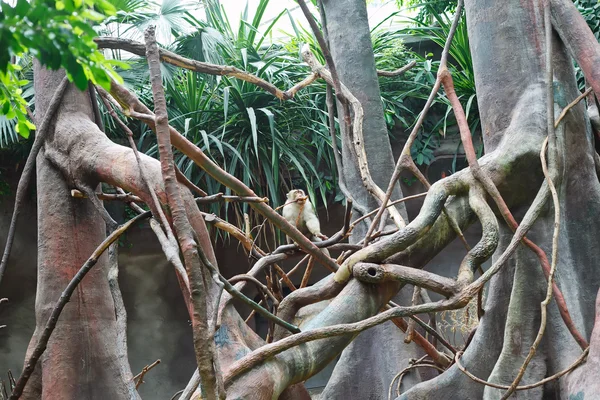 Μαϊμού στο ζωολογικό κήπο — Φωτογραφία Αρχείου