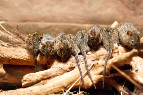 stock image Mouses on the tree