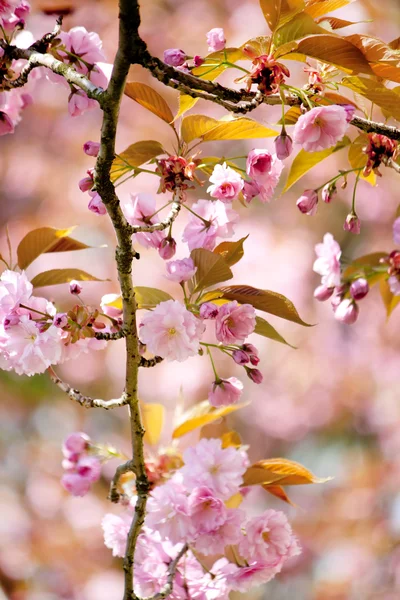 stock image Japanese cherry with blossom