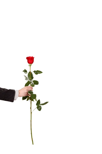 Красная роза в руке — стоковое фото