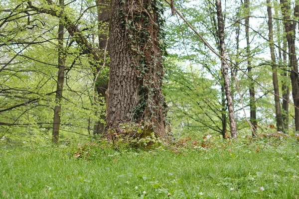 Tavaszi erdő — Stock Fotó