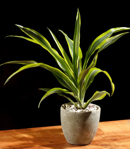Green plant in the pot — Stock Photo, Image