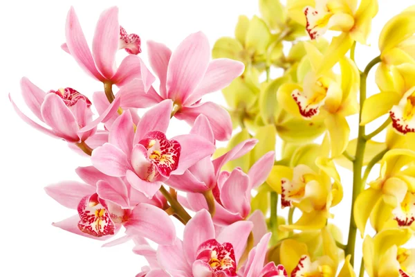 Orchidée isolée sur fond blanc — Photo