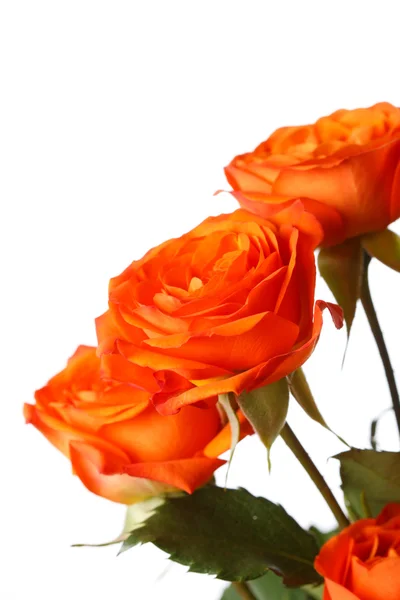 Trandafiri portocalii — Fotografie, imagine de stoc
