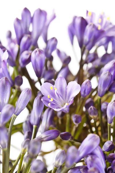 Flores azuis — Fotografia de Stock